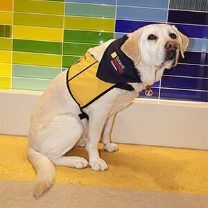 Yellow Labrador Retriever.