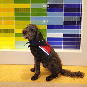 Black Goldendoodle dog.