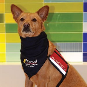 A tan terrier mix dog wearing a Driscoll Children’s Hospital bandana and a vest labeled, Please Pet Me sits in front of a colorful tiled wall.