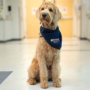 A beige curly Labradoodle wearing a Driscoll Children's Hospital bandana and a blue harness sits in a hospital hallway floor, looking alert.