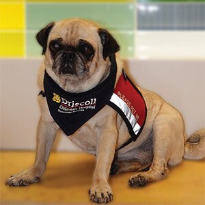 A pug wearing a Driscoll Children's Hospital bandana and a red vest sits indoors in front of a tiled wall.