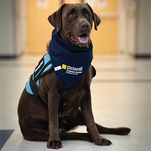 A chocolate Labrador wearing a Driscoll Children's Hospital bandana and a blue harness sits in a hospital hallway floor, looking alert with its tongue out.