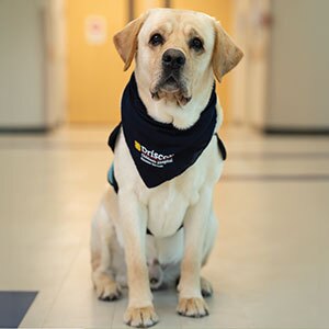 A white Labrador wearing a Driscoll Children's Hospital bandana sits in a hospital hallway floor, looking alert.