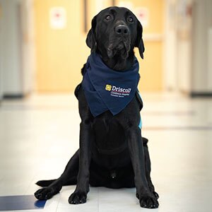 A chocolate Labrador wearing a Driscoll Children's Hospital bandana and in a hospital hallway floor, looking alert.