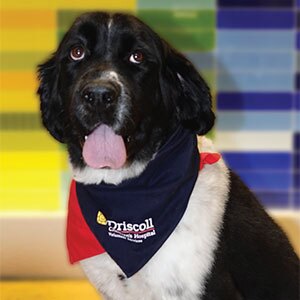 A black and white dog wearing a Driscoll Children’s Hospital bandana sits in front of a colorful tiled wall.