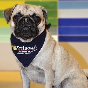 A pug wearing a Driscoll Children's Hospital bandana sitting indoors in front of a tiled wall.